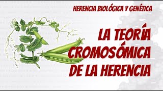 Teoría Cromosómica de la Herencia [upl. by Aitan]