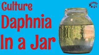 How to Culture Daphnia in a Jar [upl. by Annola]