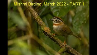 Mishmi Hills Birding  Part 1 Dehing Patkai phase [upl. by Innos302]