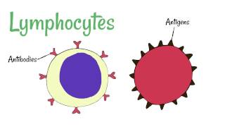 Cell Defence Lymphocytes and Phagocytes [upl. by Adlog]