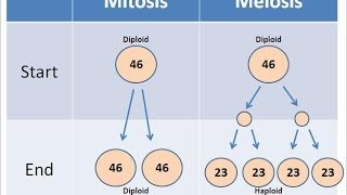 Mitosis vs Meiosis [upl. by Romie]