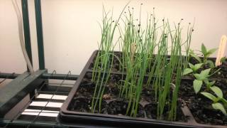 Growing shallots from seed [upl. by Minnnie]