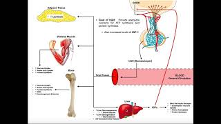 Growth Hormone  Functions  Regulation  Somatomedins  Endocrine Physiology [upl. by Carlisle360]