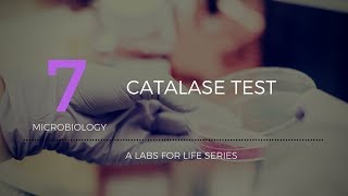 Catalase Test [upl. by Enirehtakyram]