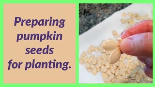 How to Prepare Pumpkin Seeds for Planting — once youve scooped them out of a pumpkin youre cooking [upl. by Keeryt]