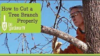 How to Cut a Tree Branch Properly [upl. by Hamford320]