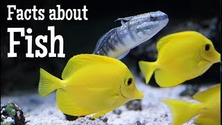 Facts about Fish for Kids [upl. by Fenny]