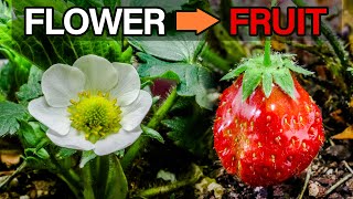 Strawberry Flower to Fruit Timelapse Aphids Issue [upl. by Ecital]