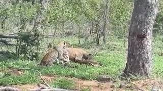 Leopard vs Hyena [upl. by Evie]