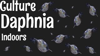 How to Culture Daphnia [upl. by Nonnelg]