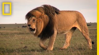 Warrior Watch Protecting Kenyas Lions  Explorers in the Field [upl. by Sinnod968]