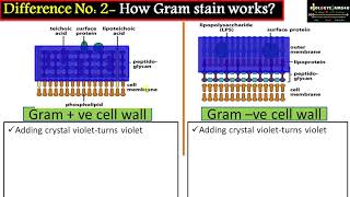 Difference between cell wall of Gram Positive and Gram Negative Bacteria [upl. by Oiragelo]