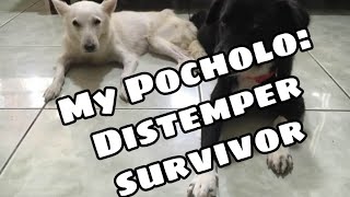 How my dog survive from distemper virus [upl. by Jarib58]