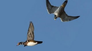 PEREGRINE FALCON STRIKES DUCK MIDAIR [upl. by Kcirdahs]