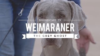 WEIMARANER BIG GAME HUNTER TO BIRD DOG [upl. by Weston828]