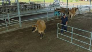 Natural Behavior in Dairy Cattle [upl. by Ttiwed547]