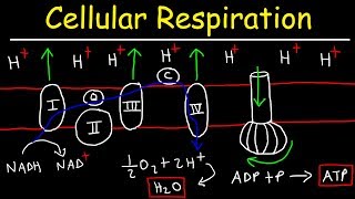 Cellular Respiration [upl. by Free]