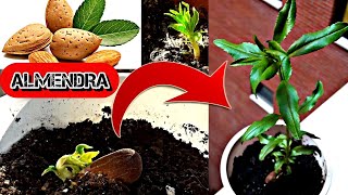 🌳 Como Germinar ALMENDRAS Con Éxito  Como Germinar Y Cultivar Almendra  Almendro Desde Semilla [upl. by Siusan]