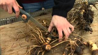 Dividing and Potting Stored Cannas [upl. by Ddart622]