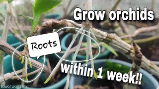 How to propagate Orchids [upl. by Amaris738]