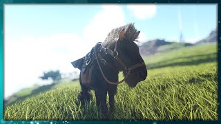 HOW TO TAME A EQUUS HORSE IN ARK SURVIVAL EVOLVED [upl. by Anasor70]