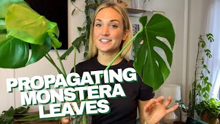 How to Propagate a Monstera  The RIGHT Way to Cut Your Monstera Leaves and Grow Roots in Water [upl. by Hinman]