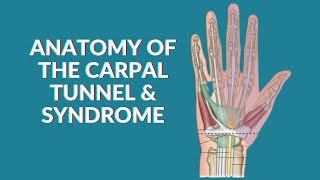 The Carpal Tunnel easiest way to learn  Anatomy [upl. by Hubsher]