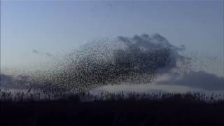 Starling Murmurations [upl. by Letnwahs354]