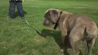 Cane Corso Blue Brindle Dogs and Puppy [upl. by Maidy]