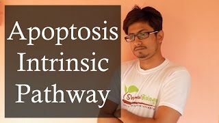 Apoptosis Pathway  Apoptosis Intrinsic Pathway [upl. by Anelehs]