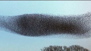 Amazing Starlings in flight [upl. by Inanuah]