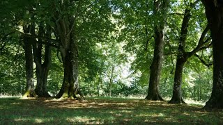 Sonido de las Hojas con el Viento  Sound of the Leaves with the Wind [upl. by Bullen]