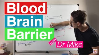 Blood Brain Barrier [upl. by Aura]