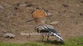 Hoopoe bird extends its crest fully  see kalgi feathers fully extended slow motion Hudhud action [upl. by Latouche71]