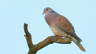 Turtle Dove Sings From a Dead Oak Branch [upl. by Srednas]