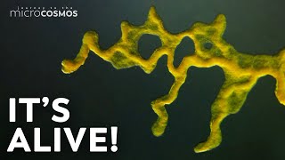 Slime Molds When Micro Becomes Macro [upl. by Uhayile]