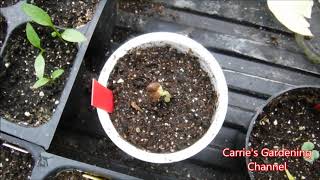 how to grow roselle red from seed roselle red seedlings update [upl. by Ralli]