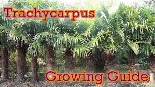 Trachycarpus  Hardy Palm Growing Guide  Chusan Palm [upl. by Holton351]