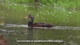 Deo Hanh The Divine Duck [upl. by Alohcin]