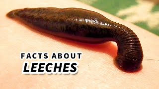 Leech Facts BLOOD SUCKER  Animal Fact Files [upl. by Yaja]