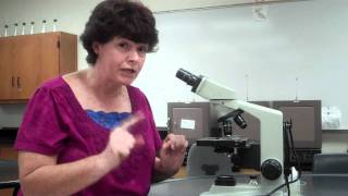 How to use a microscope and oil immersion [upl. by Patty]