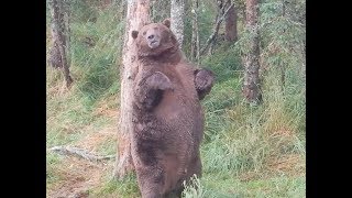 Giant fat bear at Brooks Falls [upl. by Mun]