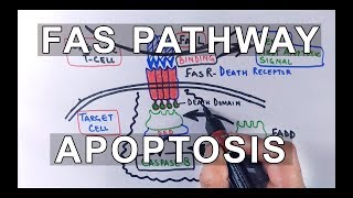 Extrinsic Pathway of Apoptosis  FAS Ligand Mediated [upl. by Gerladina]