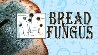 Bread Mould Fungus in The Laboratory  business insider [upl. by Dredi420]