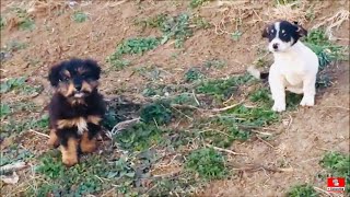 Rescued Two Puppies From The Meadow [upl. by Erich]