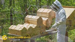 Beekeeping Reimagined Honeycomb Hives Fold Hives [upl. by Deanna]