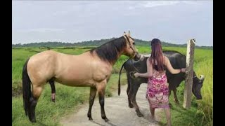 My sister training care her lovely horse in beginner 2021 [upl. by Haimrej]