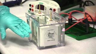 Electrophoresis Assembling amp Running An SDS Page Gel [upl. by Parrnell]