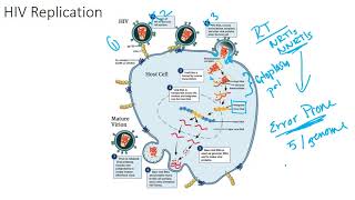 The HIV Viral Replication Cycle [upl. by Eniawed654]