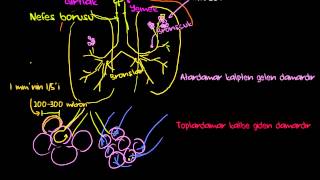 Akciğerler ve Solunum Sistemi Pulmoner Sistem Sağlık ve Tıp  Solunum Sistemi Fizyolojisi [upl. by Burwell919]